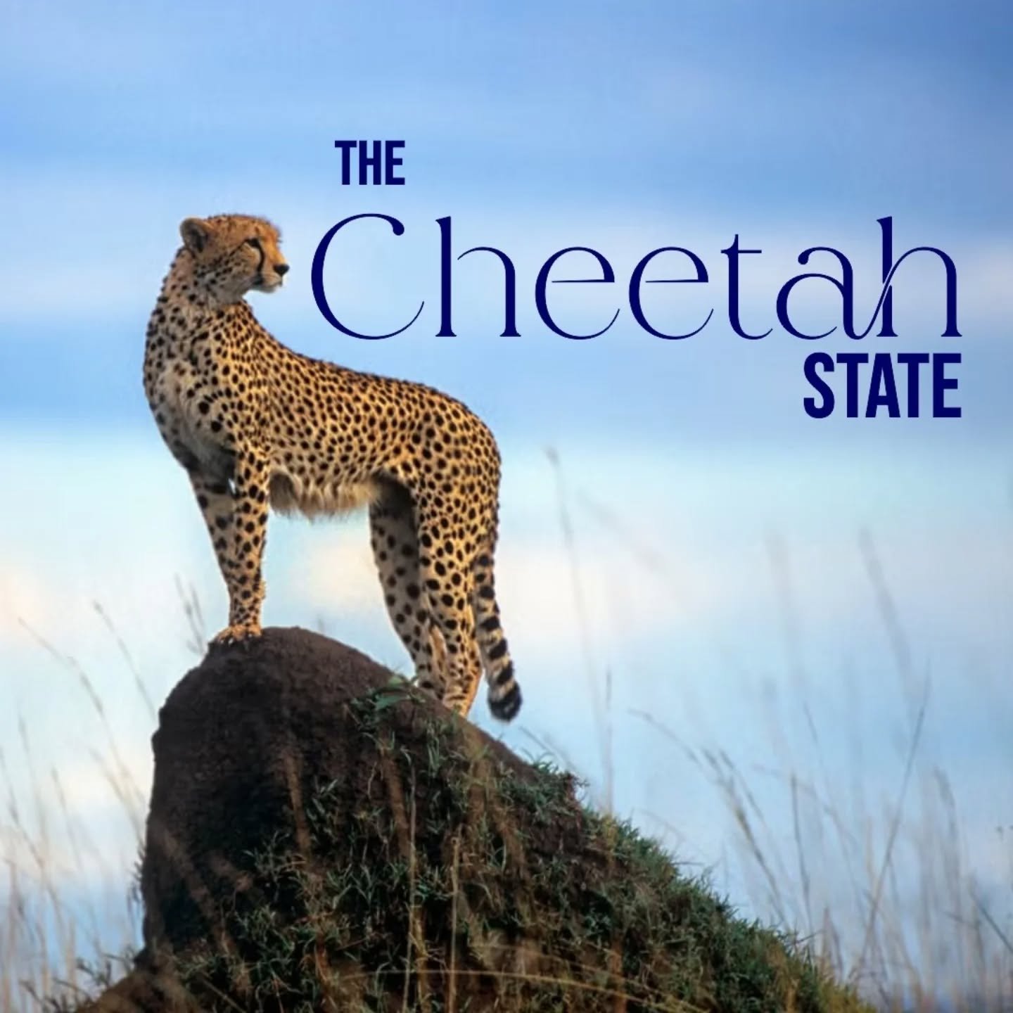 cheeta